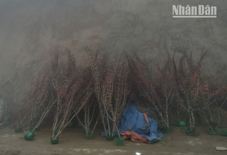 Những cành đào được bó cẩn thận chờ xe ô-tô tải đưa về thành phố.