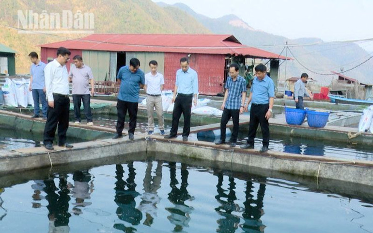 Các xã vùng lòng hồ Sông Đà của huyện Thuận Châu tận dụng lợi thế phát triển nghề nuôi cá lồng.