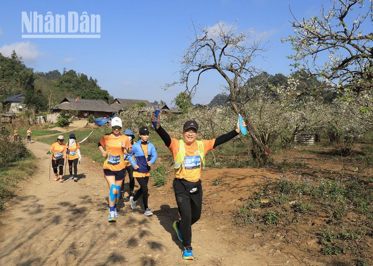 Ngoài những cảnh đẹp trên cung đường chạy, các vận động viên còn chạy qua những bản của đồng bào H'Mông với những vườn mận đang khoe sắc.