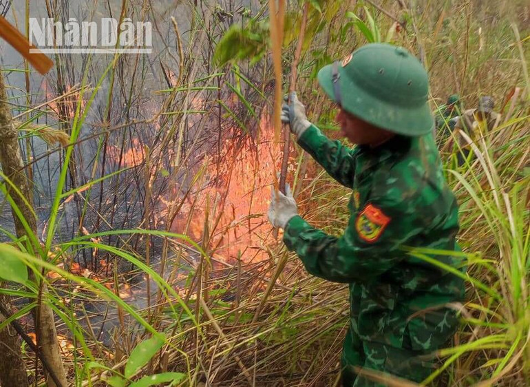 Diện tích rừng bị cháy chủ yếu là rừng tái sinh và thảm thực bì dưới tán rừng.