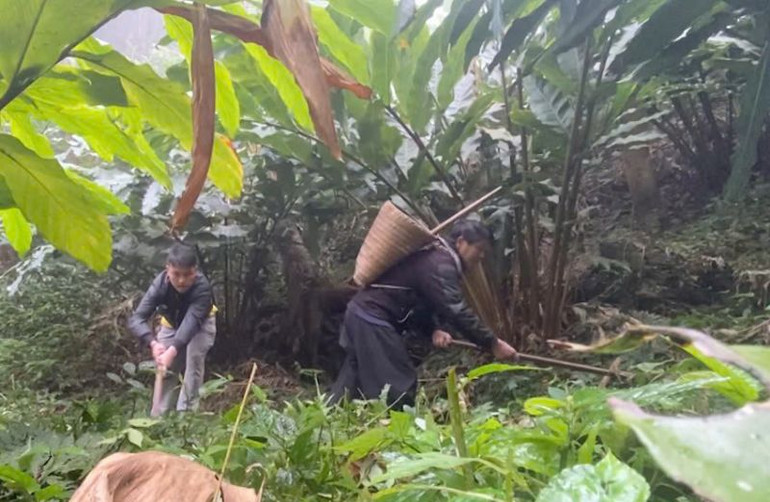 Mô hình trồng thảo quả của gia đình ông Giàng A Chu, người có uy tín ở bản Pa Cư Sáng, xã Hang Chú, huyện Bắc Yên.