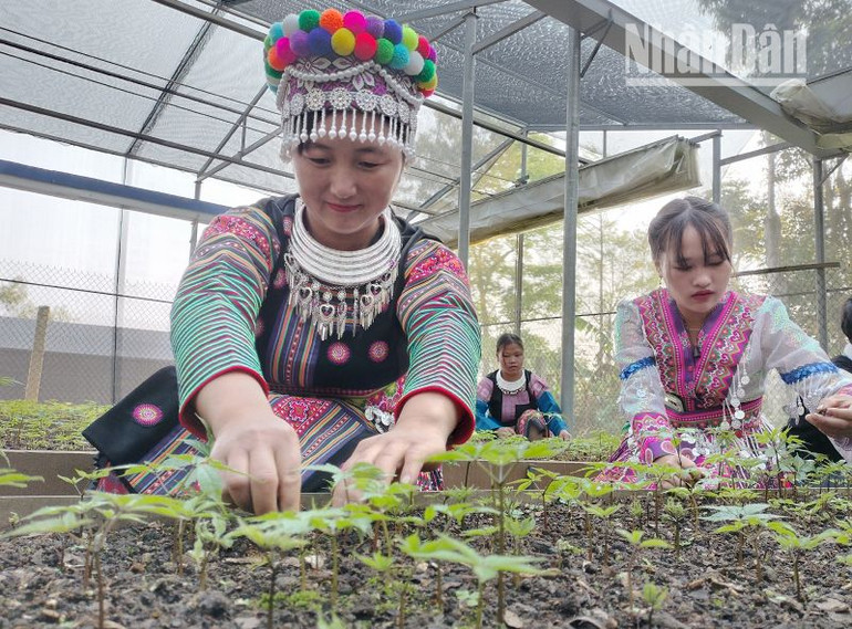 Đến nay, việc gieo giống bằng hạt sâm Ngọc Linh tại Sơn La có tỷ lệ nảy mầm đạt 100%.
