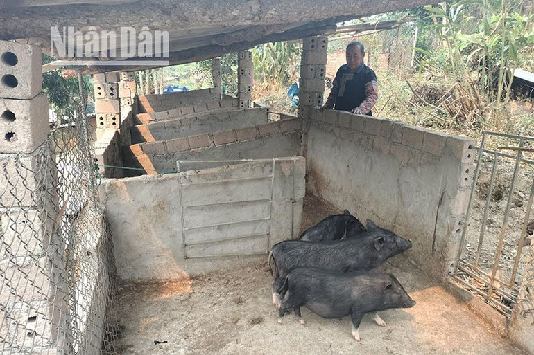 Ông Mùa Lao Ư cũng là người tiên phong trong việc xây dựng chuồng trại để nuôi gia súc, gia cầm, không thả rông gia súc, gia cầm như trước nữa.