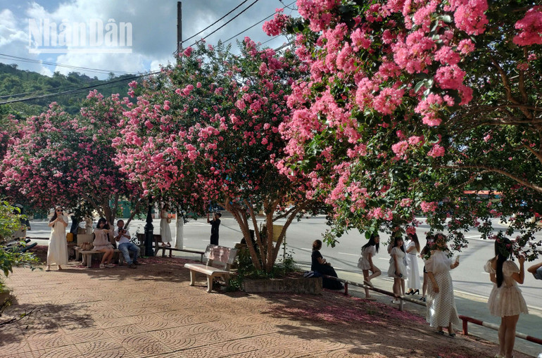 Thời điểm mùa hạ về cũng là dịp trăm đóa Tường Vi đua nhau khoe sắc đẹp mê đắm, thu hút đông đảo các bạn trẻ tới ngắm và chụp ảnh dưới những hàng hoa Tường Vi.