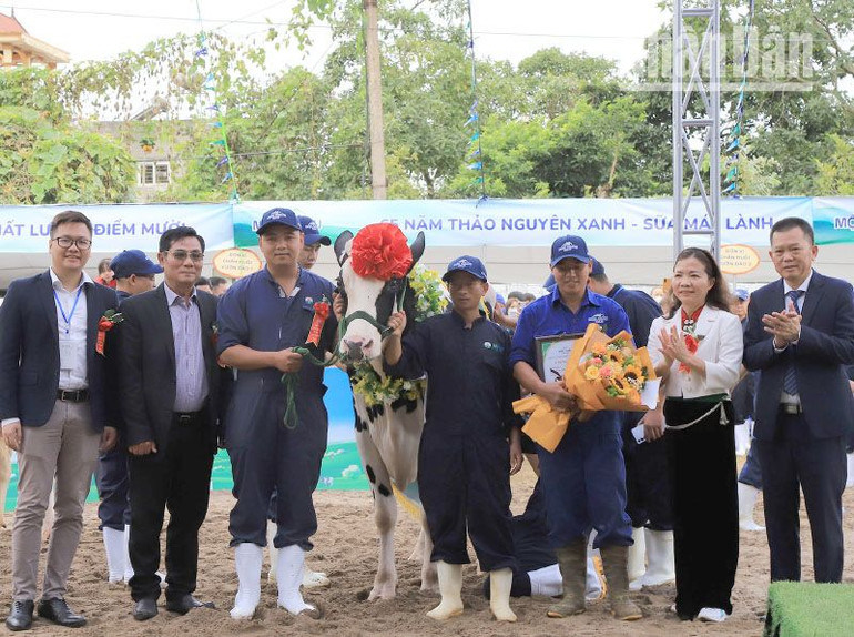 Ban Tổ chức trao giải Á hậu 2 cho “cô bò" của chủ hộ Nguyễn Quang Vinh, đơn vị Sao Đỏ, xã Vân Hồ, huyện Vân Hồ. (Ảnh: Việt Anh)