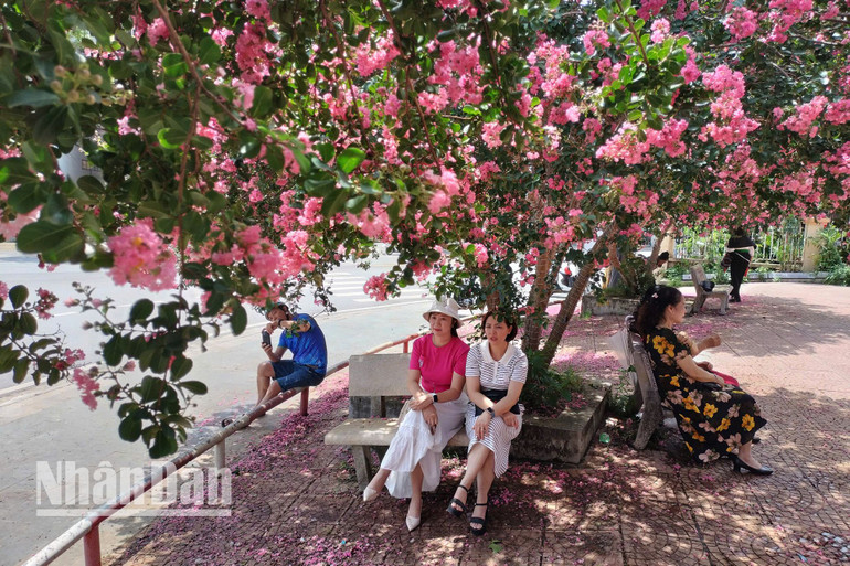 Những chiếc ghế đá được bố trí dưới những gốc cây hoa Tường Vi đang khoe sắc cũng là nơi để người dân ngồi thư giãn, chuyện trò cùng nhau sau những ngày công việc bề bộn.