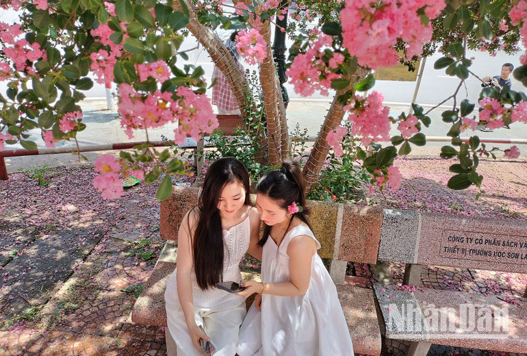 Các bạn trẻ cùng nhau chiêm ngưỡng lại những hình ảnh của mình dưới tán hoa Tường Vi khu vực khuôn viên tại ngã tư phường Chiềng Lề, thành phố Sơn La.