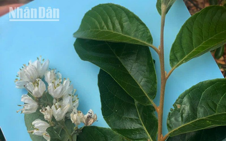 Loài lá dương đỏ, thực vật quý hiếm trong sách đỏ cũng được phát hiện có mặt tại khu rừng phòng hộ tại xã Nậm Lạnh, huyện Sốp Cộp.