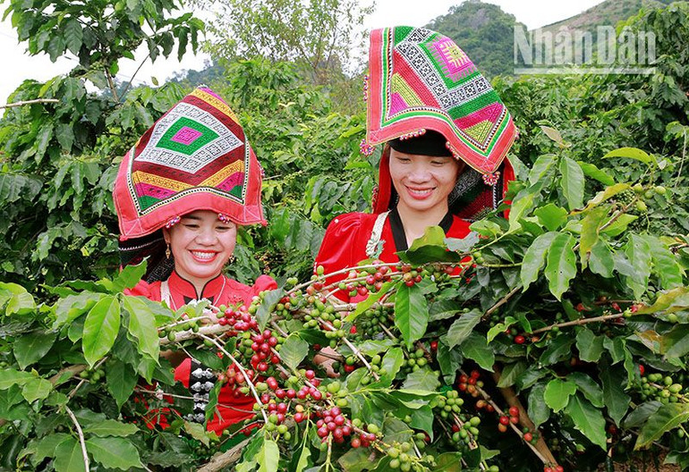 Trong thời gian qua, tỉnh Sơn La đã làm tốt hoạt động hỗ trợ, quảng bá tiêu thụ nông sản cho các doanh nghiệp, hợp tác xã và người dân.