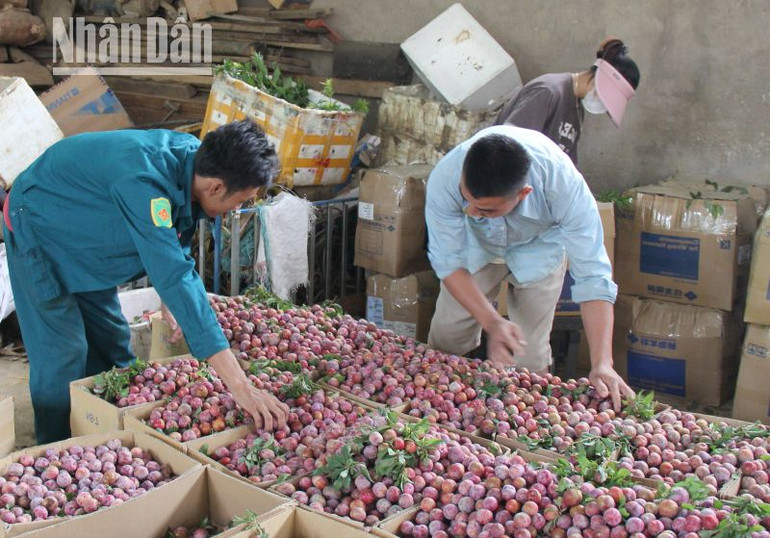 Sản phẩm mận Sơn La chuẩn bị đóng gói đưa về Cảng hàng không quốc tế Nội Bài.