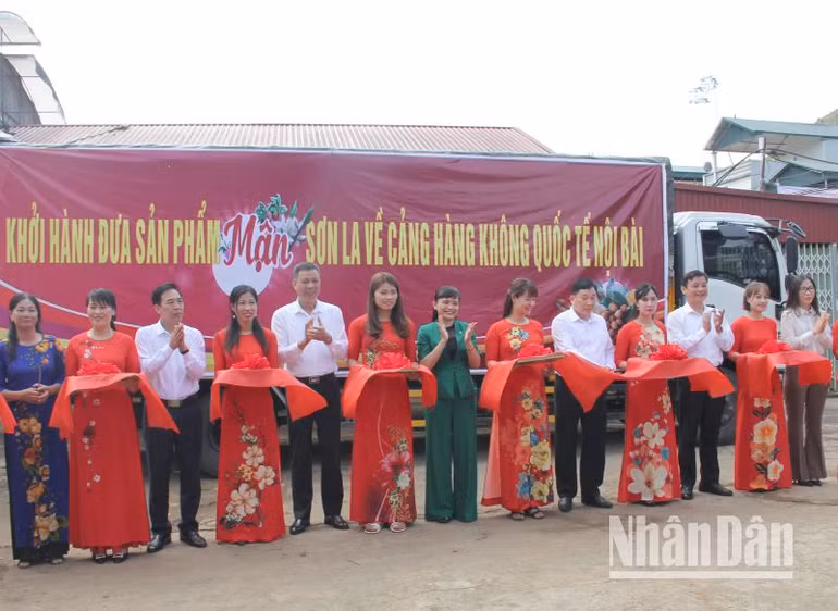 Tỉnh Sơn La cắt băng khởi hành đưa sản phẩm mận về Cảng hàng không quốc tế Nội Bài.