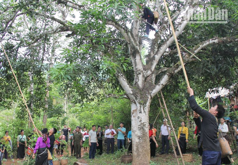 Các đội thi hái xoài tại bản Khá, xã Sặp Vạt, huyện Yên Châu với 100 gốc xoài được trồng từ năm 2000.