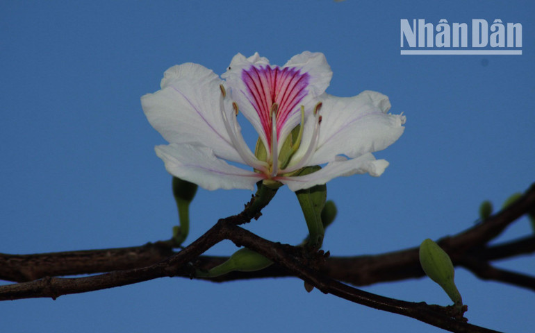 Trong đời sống sinh hoạt hằng ngày của đồng bào dân tộc Thái ở Sơn La hay tại những lễ hội..., đồng bào dân tộc Thái thường dùng hoa ban làm lễ vật để bày tỏ khát vọng sống, khát vọng lứa đôi và tấm lòng biết ơn với đất, trời và tổ tiên.