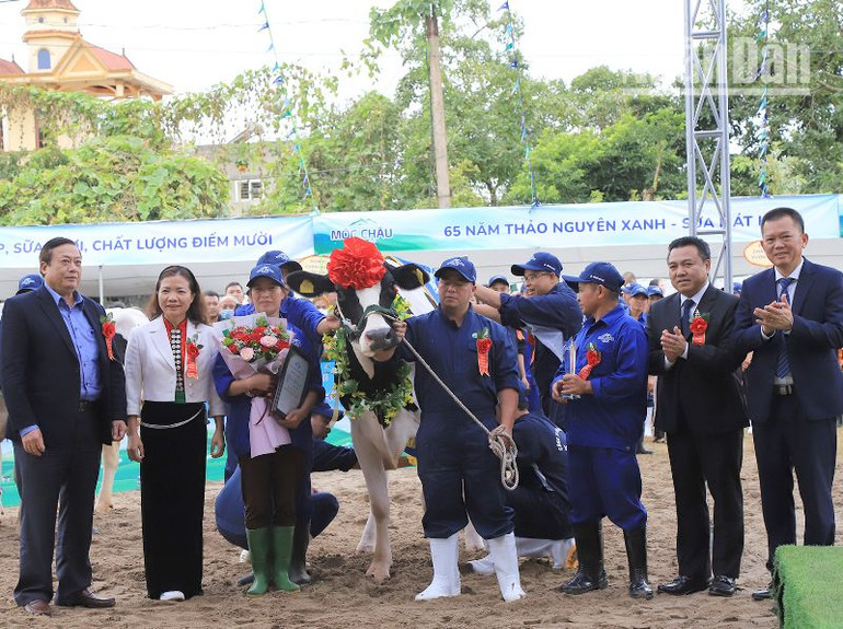Ban Tổ chức trao giải Á hậu 1 cho “cô bò" của chủ hộ Nguyễn Thị Nguyệt, đơn vị 77, thị trấn Nông trường Mộc Châu. (Ảnh: Việt Anh)