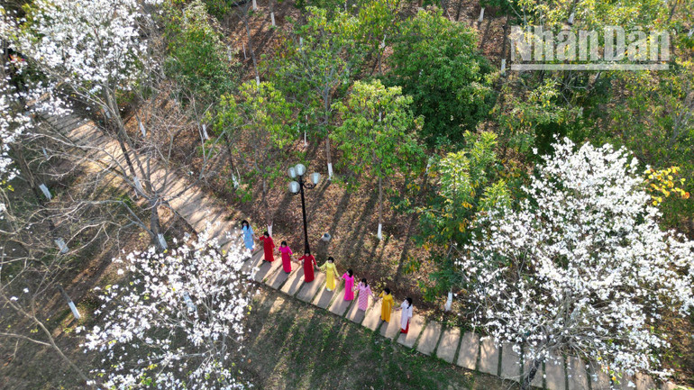 Tại Sơn La, những cây hoa ban cũng được trồng tập trung tại những khu trung tâm các huyện, thị xã, thành phố, tạo điểm nhấn và cũng là nơi để du khách chụp ảnh mỗi khi vào mùa ban nở hoa.