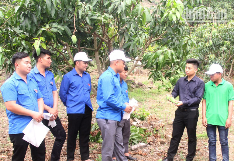 Cán bộ Chi cục Trồng trọt và Bảo vệ Thực vật tỉnh Sơn La hướng dẫn kỹ thuật chăm sóc xoài tại lễ phát động bao trái.