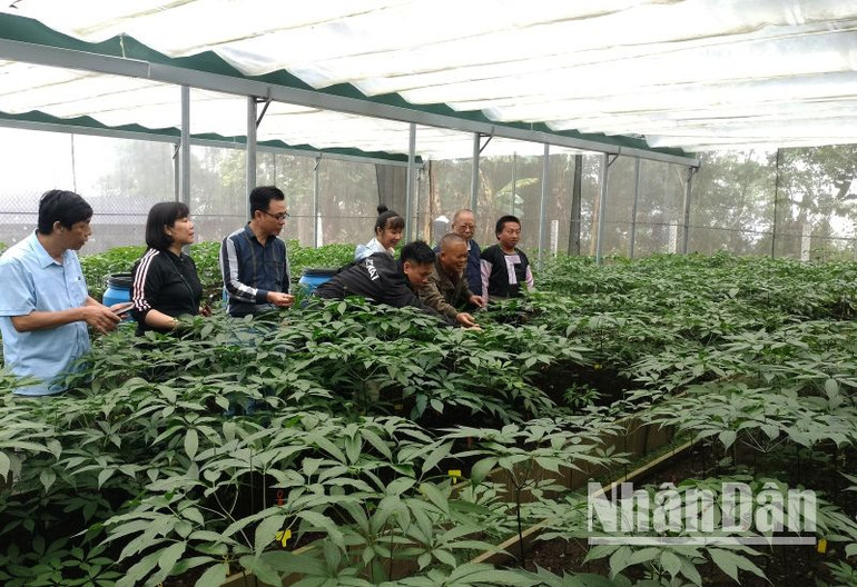 Ngoài sản phẩm sâm củ, Sơn La đã có sản phẩm cao sâm, rượu cao sâm Ngọc Linh được công nhận là sản phẩm OCOP đạt 4 sao.