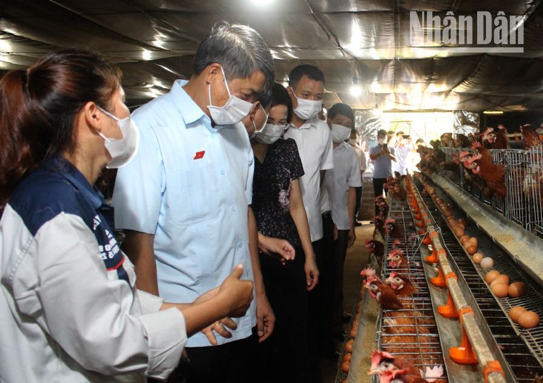 Đoàn đại biểu Quốc hội tỉnh Sơn La tham quan mô hình nuôi gà siêu trứng tại xã Chiềng Khương.