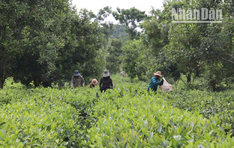 Thuận Châu phát triển hiệu quả vùng chè 700ha tại xã Phổng Lái với diện tích lớn nhất huyện.