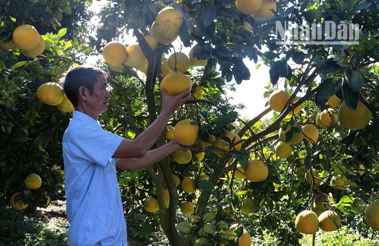 Diện tích cây có múi của Sơn La đạt 877ha, sản lượng 2.312 tấn, trồng ở Phù Yên, Yên Châu, Mộc Châu, Vân Hồ. Diện tích cây có múi của Sơn La đạt 877ha, sản lượng 2.312 tấn, trồng ở Phù Yên, Yên Châu, Mộc Châu, Vân Hồ.