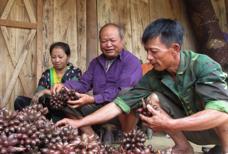 Ông Sùng Giả Dia (ở giữa) là người có uy tín bản Cổng Chạp, xã Phổng Lái, huyện Thuận Châu, là người tiên phong và giúp bà con trong bản trồng cây dược liệu dưới tán rừng.