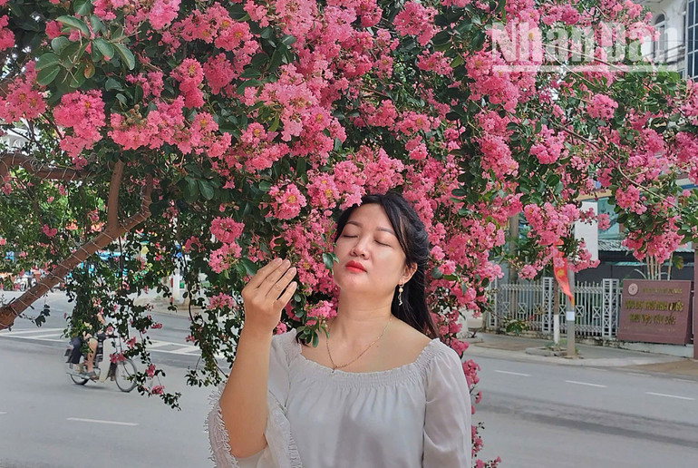 Với vẻ đẹp có phần tinh khiết, mong manh của mình, hoa Tường Vi được ưa chuộng trồng cây hoặc sử dụng hoa để trang trí cảnh quan. Bên cạnh đó, lời hoa này còn có cả một câu chuyện tình cảm của đôi trai gái đầy nghĩa tình.