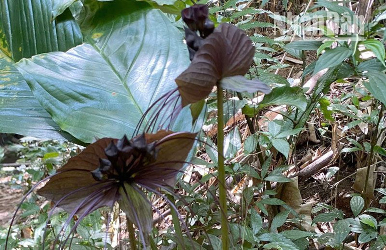 Cây hoa dơi đen là loài thực vật quý hiếm được phát hiện tại rừng đặc dụng Sốp Cộp thuộc địa bàn xã xã Huổi Một, huyện Sông Mã.