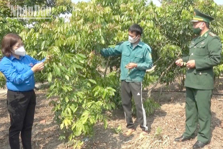 Bộ đội biên phòng cùng Đoàn xã hướng dẫn anh Nguyễn Văn Duy, hộ đoàn viên hoàn cảnh khó khăn cách chăm sóc cây nhãn. Bộ đội biên phòng cùng Đoàn xã hướng dẫn anh Nguyễn Văn Duy, hộ đoàn viên hoàn cảnh khó khăn cách chăm sóc cây nhãn.