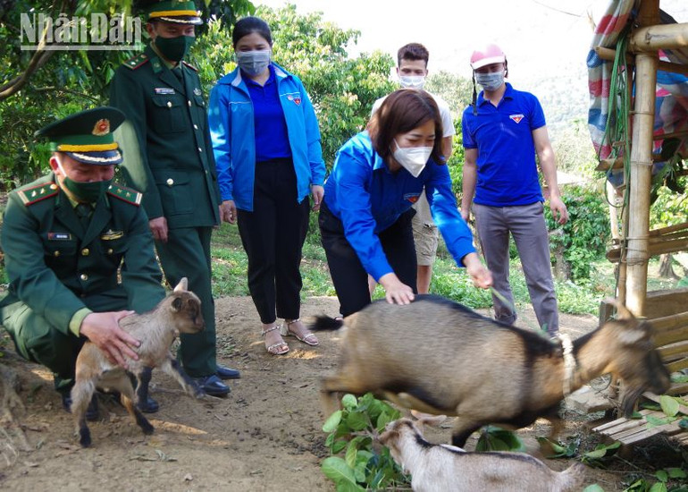 Đàn dê của gia đình đoàn viên Lò Văn Khoản, bản Híp, xã Chiềng Khương đã sinh sản. Đàn dê của gia đình đoàn viên Lò Văn Khoản, bản Híp, xã Chiềng Khương đã sinh sản.