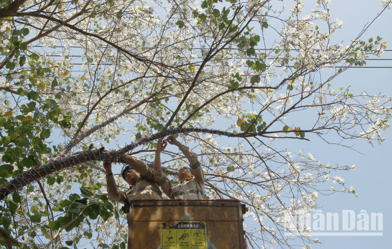 Hằng năm, để chuẩn bị cho lễ hội hoa ban, thành phố Sơn La đã tổ chức trang trí và cắt tỉa lá những cây ban trên những trục đường chính.