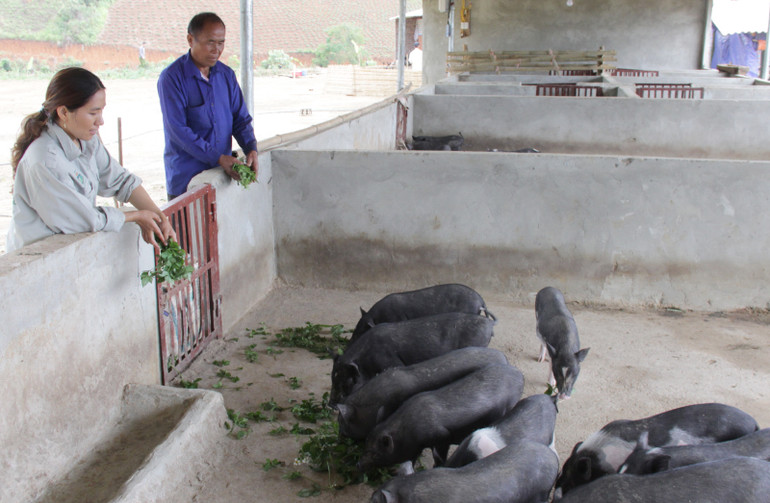 Ông Vàng Dúa Di, xã vùng cao Long Hẹ, huyện Thuận Châu cũng là một người có uy tín tiêu biểu trong phát triển kinh tế và vận động đồng bào vùng cao phá bỏ cây thuốc phiện.