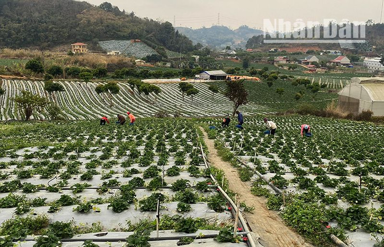 Nhiều diện tích trồng dâu tây ở huyện Mai Sơn đã mang lại thu nhập cao cho người nông dân. Nhiều diện tích trồng dâu tây ở huyện Mai Sơn đã mang lại thu nhập cao cho người nông dân.