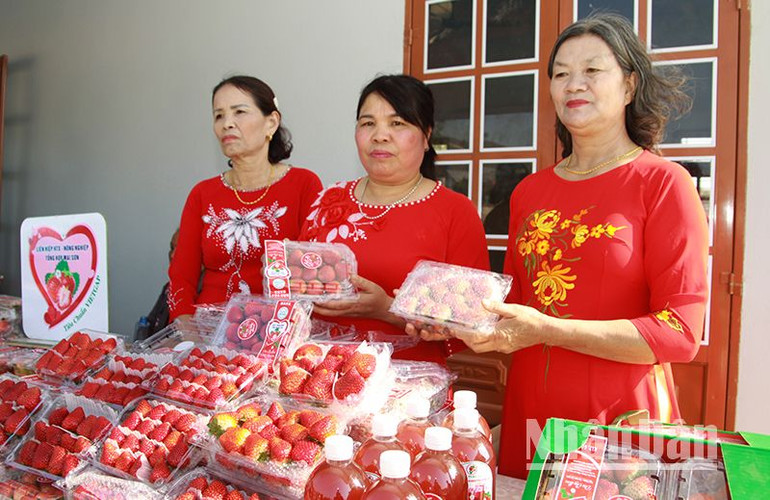 Cây dâu tây được coi là một trong những cây ăn quả có giá trị kinh tế cao, góp phần xóa đói giảm nghèo ở Sơn La. Cây dâu tây được coi là một trong những cây ăn quả có giá trị kinh tế cao, góp phần xóa đói giảm nghèo ở Sơn La.