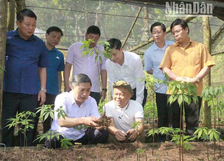 Hiện tại, Sơn La đã có hơn 40.000 cây sâm Ngọc Linh từ 3 năm tuổi đến 10 năm tuổi.