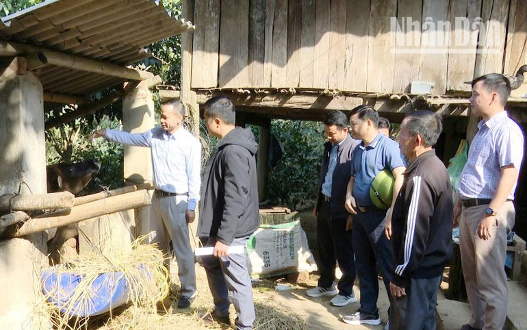 Huyện Thuận Châu đã hỗ trợ, khuyến khích các hộ vùng đồng bào dân tộc phát triển nuôi gia súc nhốt chuồng.