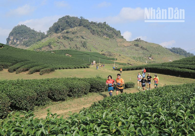 Một trong những cung đường đẹp của giải chạy được các vận động viên thích trải nghiệm là chạy qua đồi chè xanh ngát.