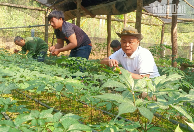 Sơn La đã trồng thành công sâm Ngọc Linh tại bản Sam Ta, xã Chiềng Chung, huyện Mai Sơn. Sơn La đã trồng thành công sâm Ngọc Linh tại bản Sam Ta, xã Chiềng Chung, huyện Mai Sơn.