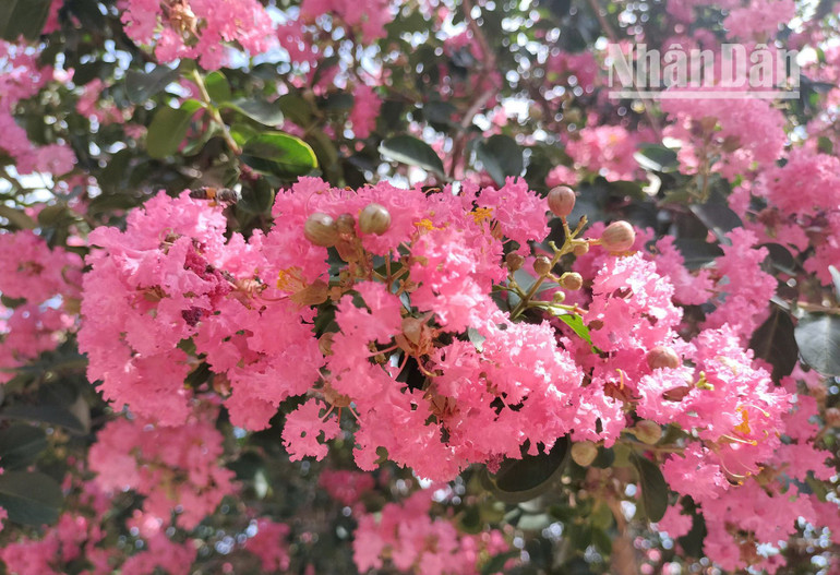 Hoa Tường Vi mọc thành các chùm lớn, hoa hướng lên cao, bung nở sắc hồng giữa cái nắng gay gắt của mùa hè. Cánh hoa mỏng manh, chỉ khẽ chạm cũng đã đủ để Tường Vi rụng xuống, tạo thành những con đường được trải đầy cánh hoa Tường Vi.