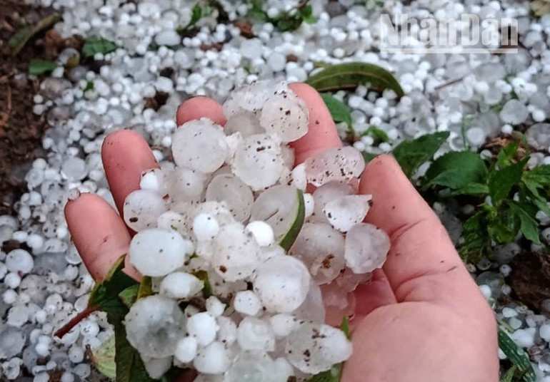 Trận mưa đá vào chiều 25/3 có kích cỡ hạt khoảng 1,5-2cm. (Ảnh: THÁI HÒA)