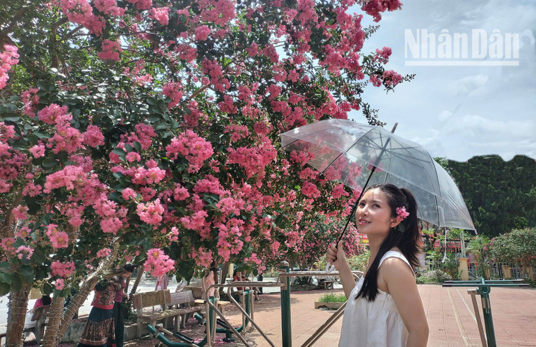 Để lưu giữ cho mình những khoảng khắc đẹp vào mùa hoa Tường Vi tại thành phố Sơn La, bạn nên chuẩn bị sẵn các trang phục sáng màu, máy ảnh cùng các vật dụng cần thiết phục vụ cho quá trình check-in...