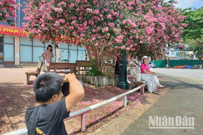 Cùng với tự chụp cho nhau những bức ảnh kỷ niệm dưới tán hoa Tường Vi, nhiều người còn thuê cả thợ chụp ảnh để lưu giữ cho mình những khoảnh khắc đẹp.