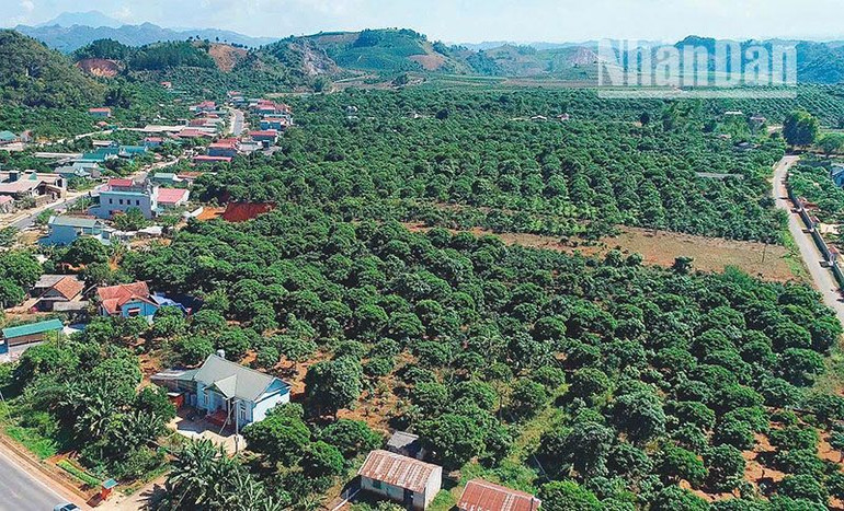 Diện tích cây ăn quả của Sơn La chiếm 55,16% tổng diện tích cây lâu năm của tỉnh. Diện tích cây ăn quả của Sơn La chiếm 55,16% tổng diện tích cây lâu năm của tỉnh.