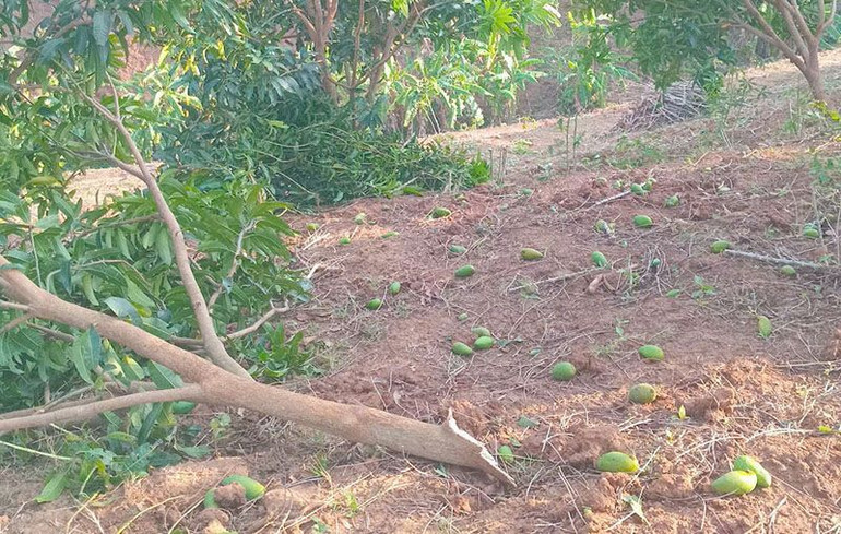 Mưa lớn và gió lốc đã làm gãy, đổ cây ăn quả tại xã Chiềng Ơn, huyện Quỳnh Nhai. (Ảnh: LÒ THIÊN)