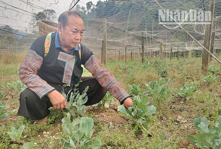 Trong trồng trọt, ông Mùa Lao Ư còn là người đầu tiên đầu tư hệ thống nước tưới phun mưa hiện đại cho khu trồng hoa màu của gia đình mình.