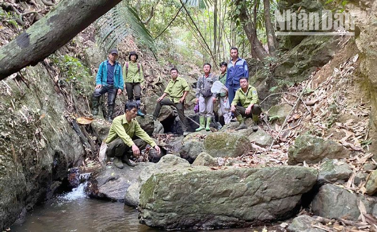 Ban quản lý rừng đặc dụng phòng hộ Sốp Cộp đã phối hợp với các chuyên gia, địa phương để kiểm tra, rà soát các loài thực vật quý.