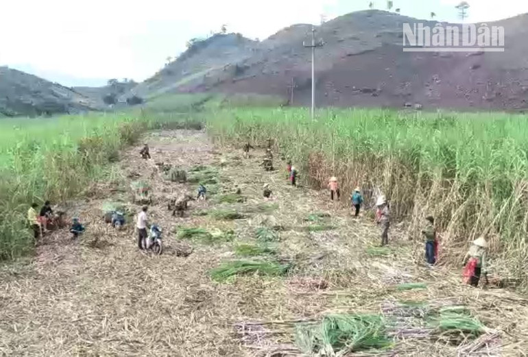 Công nhân Công ty cổ phần mía đường Sơn La tích cực làm việc để bảo đảm đúng khung thời vụ.