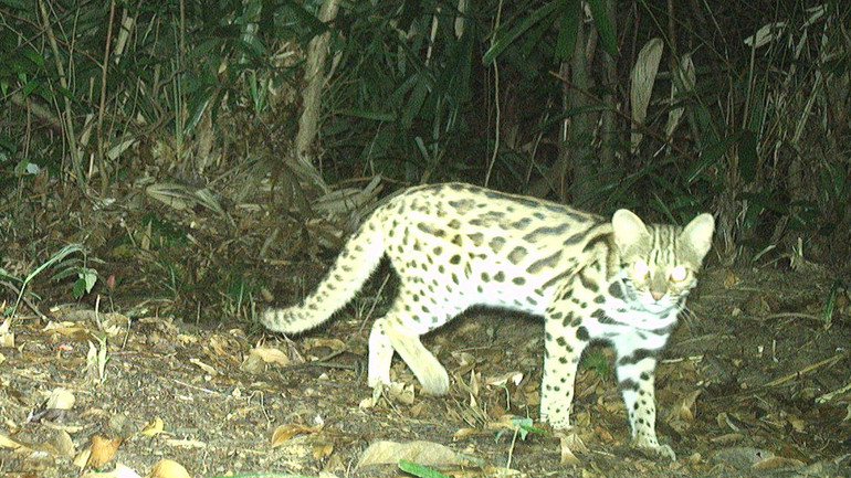 Động vật hoang dã quý hiếm sinh sống trong rừng Quảng Trị.