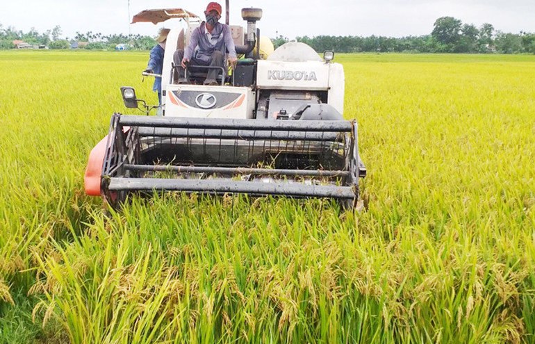 Ruộng lúa bát ngát cho năng suất cao.
