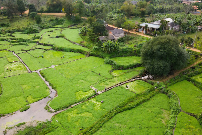 Ấn tượng sâu đậm khiến nhiều người mê mẩn khi đến xã Gio An là sự hoang sơ, hấp dẫn bởi những chân ruộng bậc thang trồng rau liệt tiếp nối nhau. (Ảnh: Võ Văn Thanh)