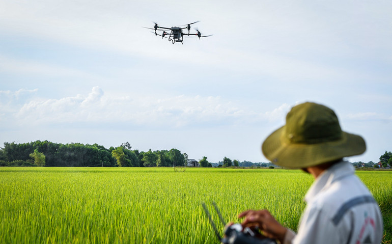 Tỉnh Quảng Trị phát triển thương hiệu lúa gạo hữu cơ nổi tiếng.